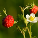 Illustration for article titled The Tastiest Berries That Grow Wild In North America